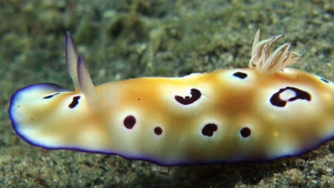 Nudibranch-Chromodoris-Leopardus-Gatear-Sobre-Fondo-Arenoso-Closeup-De-Derecha-A-Izquierda