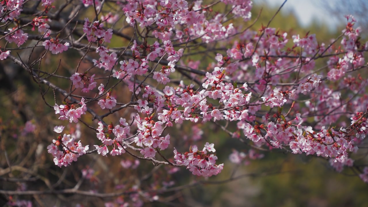 Un ramo fiorito di sakura (ciliegio in fiore) ondeggia in una leggera brezza pomeridiana nel parco Nijigen no Mori sull'isola di Awaji