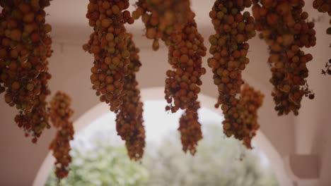 Racimos-De-Uvas-Maduras-Colgando-De-Un-Arco-Iluminado-Por-El-Sol,-Enfoque-Suave-En-La-Finca-Mediterránea