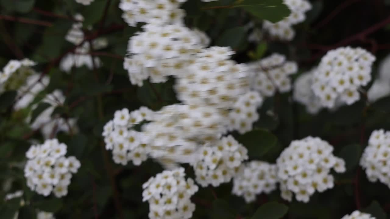 Flores de espirea blancas con centros amarillos floreciendo en racimos en un arbusto verde