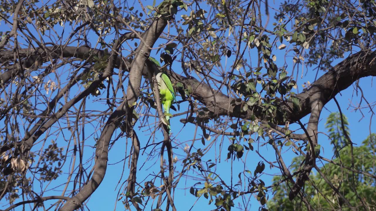 dos periquitos verdes en las ramas de un árbol en un día soleado en barcelona