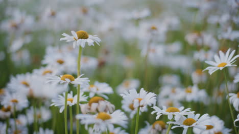 close-up of blooming white daisies in a flower meadow.