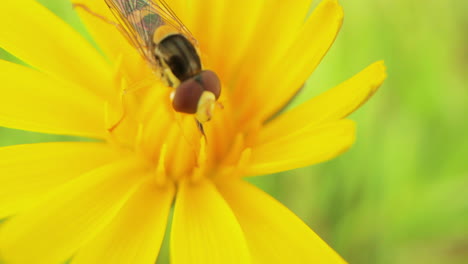 Nahaufnahme-Einer-Schwebfliege,-Die-Nektar-Auf-Einer-Blühenden-Gelben-Gänseblümchenblume-Sammelt