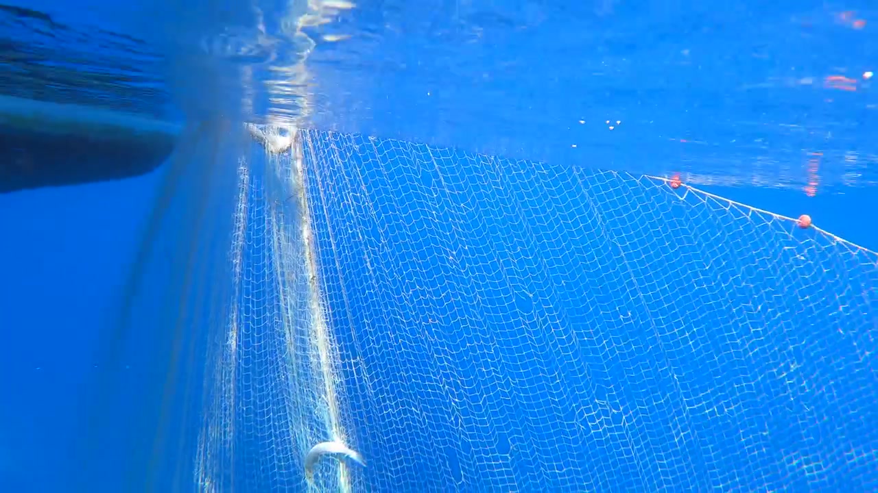 Fisk fanget i fiskenet under vandet
