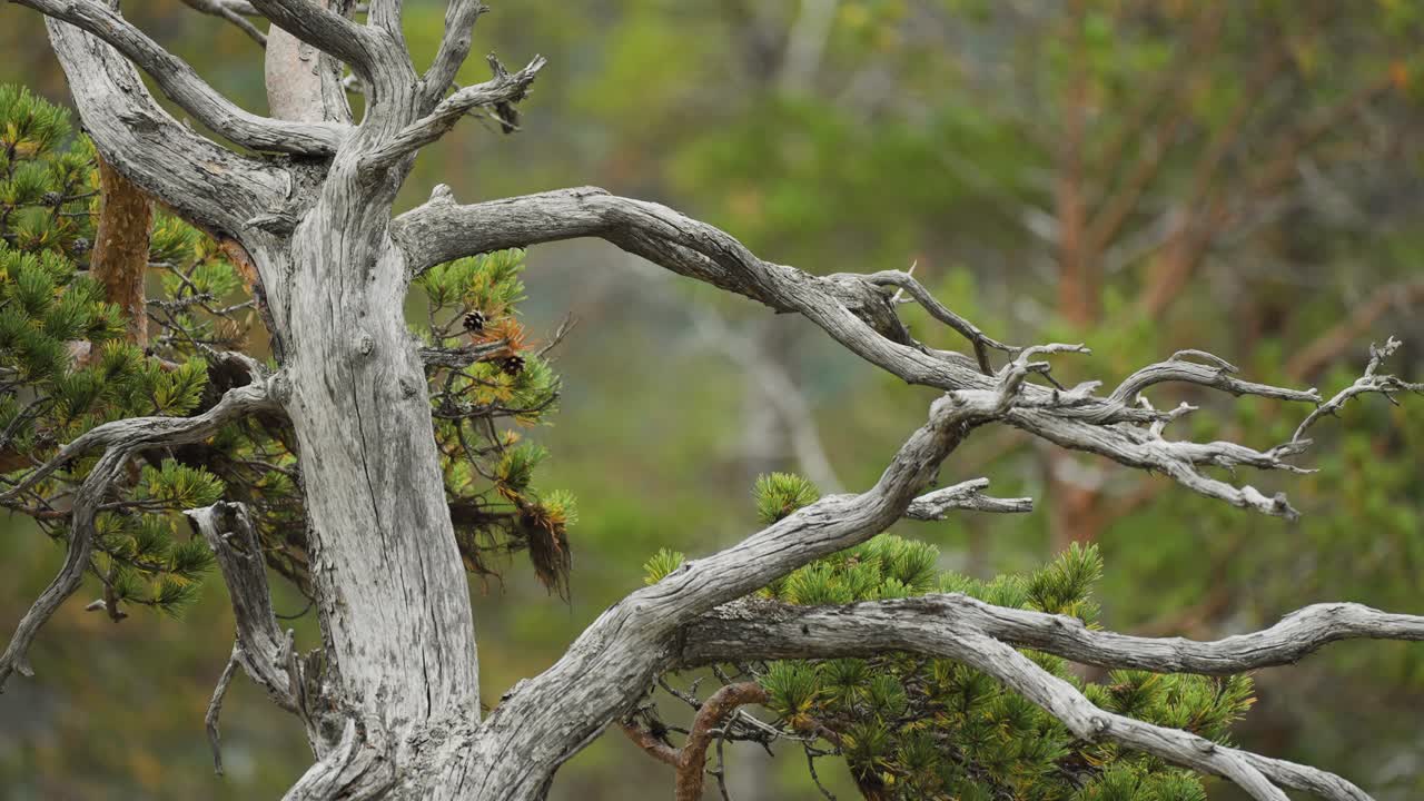 Gnarled tree branches with textured bark reach outward, while soft evergreen needles fill the background in a peaceful forest setting.