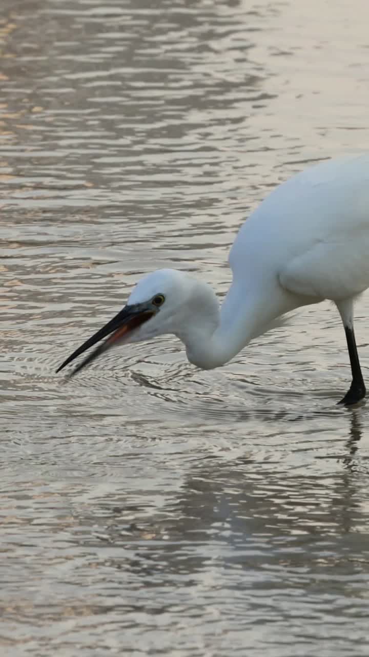 물 속 에 있는 먹이 를 타격 하고 타격 하는 독수리
