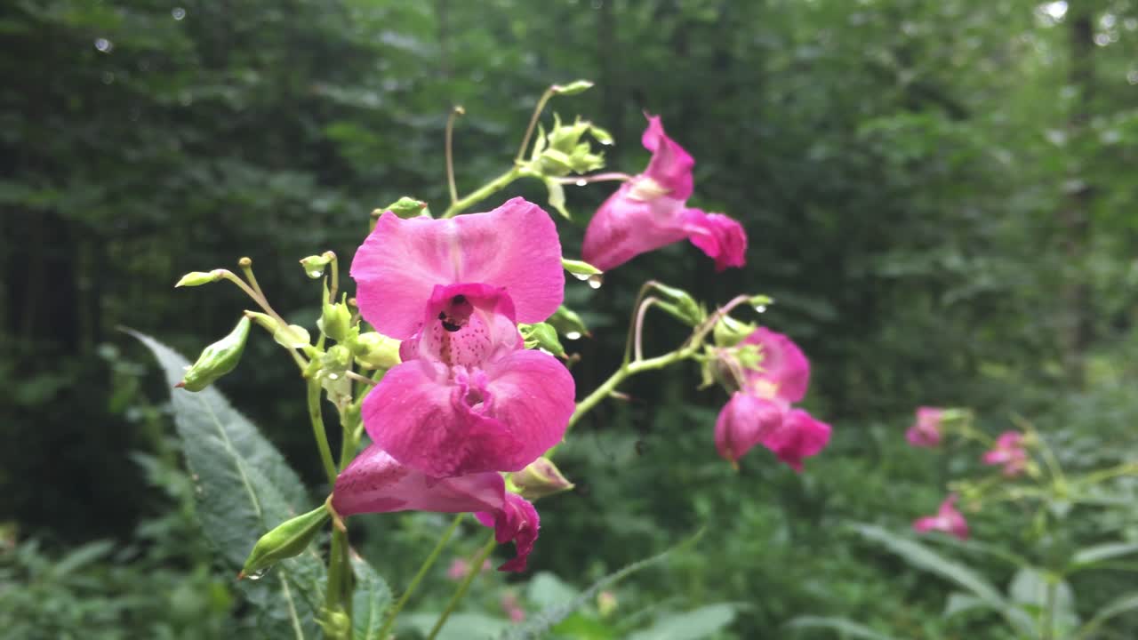rosa impatiens glandulifera flor en el bosque con una abeja volando