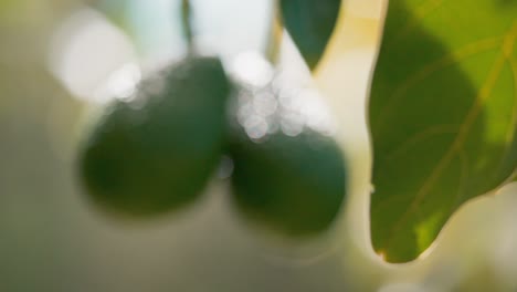 Enfoque-Revelador-En-Dos-Aguacates-Frescos-Colgando-De-Una-Rama,-Nueva-Zelanda