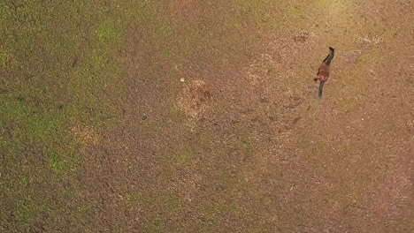 un animal equino marrón corre a lo largo del campo de la pradera vista aérea