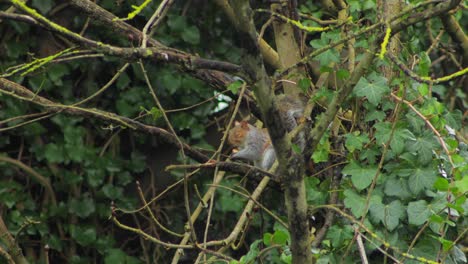 gray squirrel sitting on tree branch holding nut puts it in mouth then jumps off