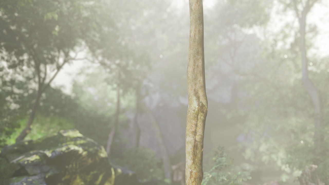 Walking stick stands upright in a misty forest surrounded by lush greenery
