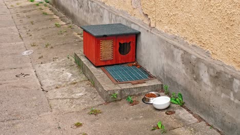 outdoor shelter box house for domestic cat