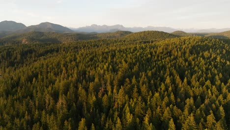 Die-Bc-Küstenwälder-Von-Cortes-Island,-Britisch-Kolumbien,-Vor-Vancouver-Island,-Kanada