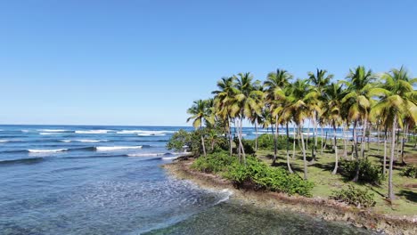 A-pan-view,-bigs-coconuts-tree-and-the-sea-coast-with-soft-waves