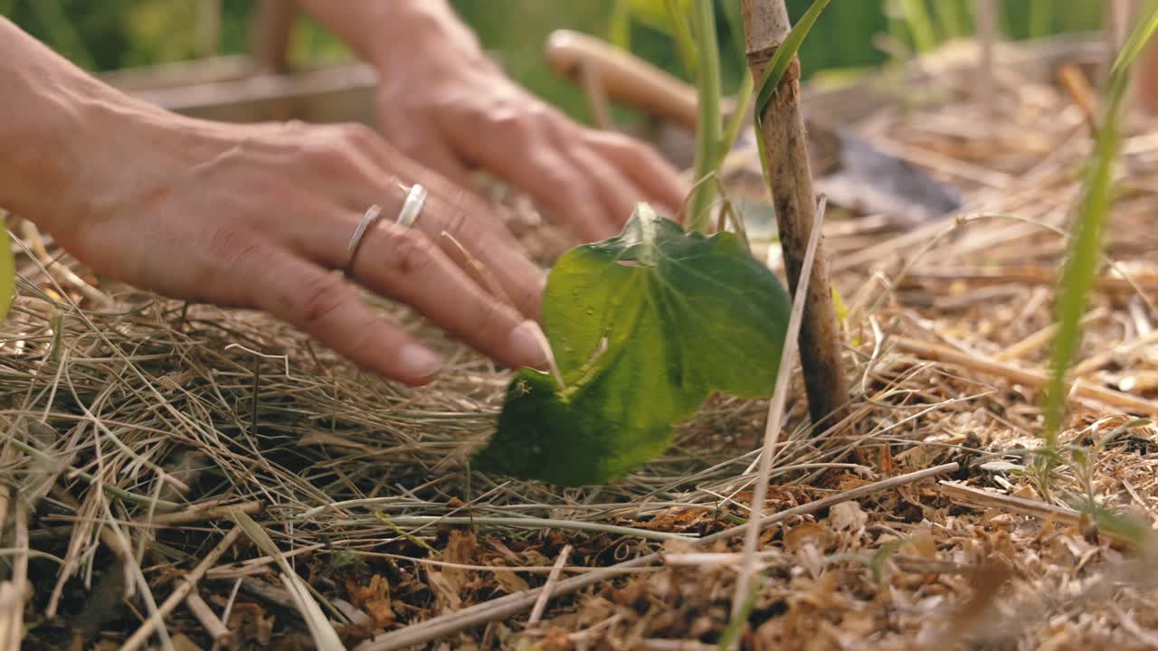 Hands Planting Eggplant in Organic Garden