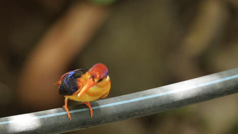 male oriental dwarf kingfisher gives a spider to the female during the courtship feeding during breeding time in monsoons