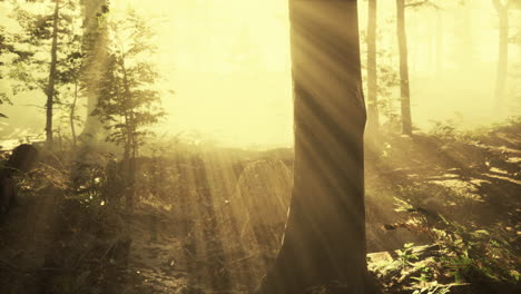 rays of sunlight falling into a misty forest