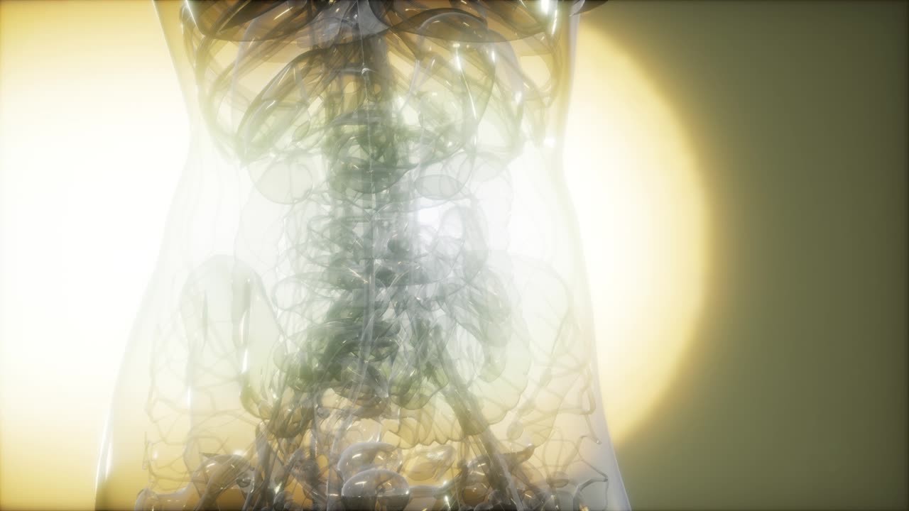 imagen de rayos x del cuerpo humano