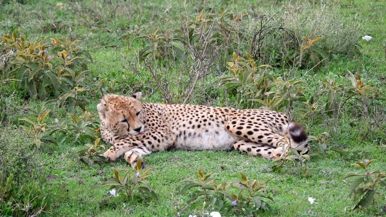 Cheetah ghepard wildlife animal large cat grooming fur up-close nature video