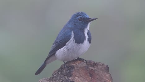 El-Papamoscas-Ultramarino,-También-Conocido-Como-El-Papamoscas-Azul-De-Ceja-Blanca,-Un-Migrante-De-Invierno-A-Tailandia,-Es-Muy-Amigable-Con-La-Gente