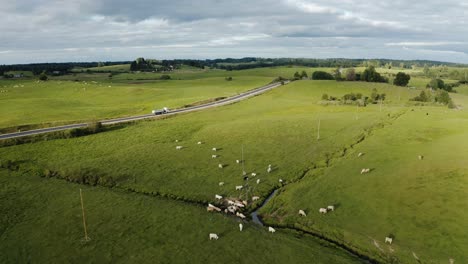 Rebaño-De-Vacas-En-El-Paisaje-Rural.-Aéreo