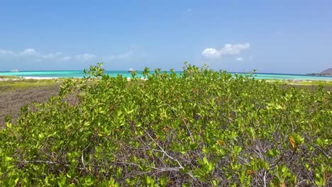 Grünes-Gebüsch-Am-Paradiesischen-Traumstrand,-Kippbares-Meer,-Los-Roques,-Venezuela