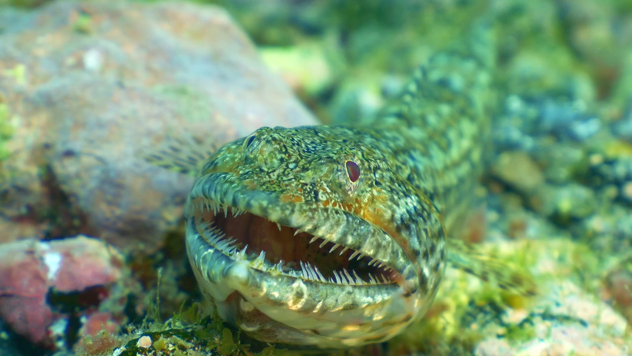 Cinematic movement revealing a predatory fish with prey trapped in open jaws.