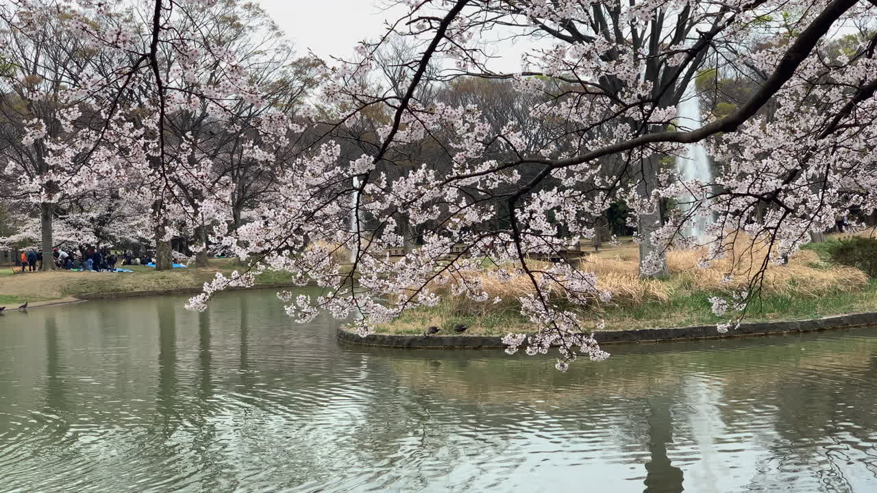 hermosa vista de un lago en el parque yoyogi con flores de cerezo