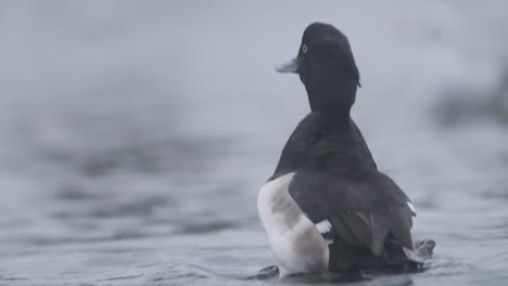 reiherente badet und staubt sich in zeitlupe in einem teich ab