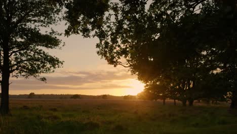 sunset over a heath landscape