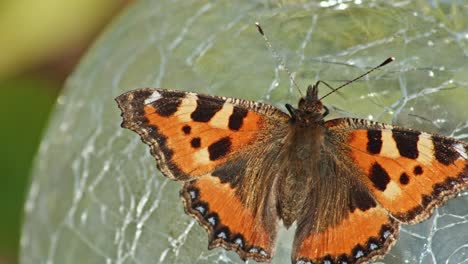 Kleiner-Fuchs-Schmetterling--Im-Garten.---Nahansicht