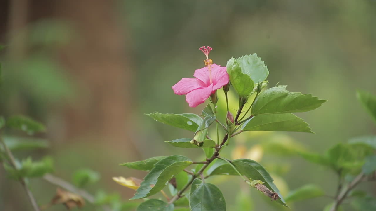 Un bellissimo fiore di ibisco rosa su foglie verdi