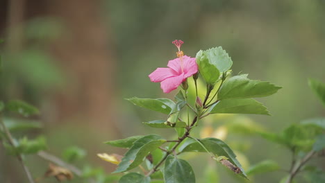 a beautiful pink hibiscus flower on green leaves