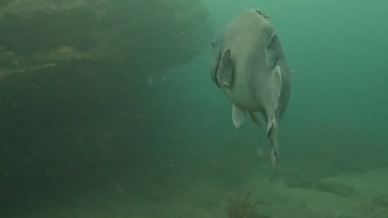 큰 동부 블루 그로퍼는 호주의 수중 카메라 가까이에서 수영합니다.