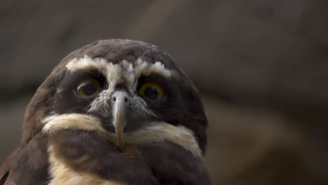 Close-up-portrait-shot-of-a-Spectacled-owl-
