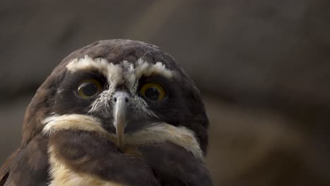 close-up portrait shot of a spectacled owl