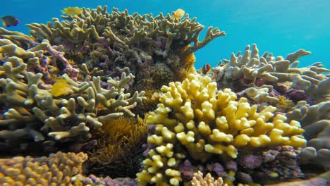 vibrant coral reef with clownfish