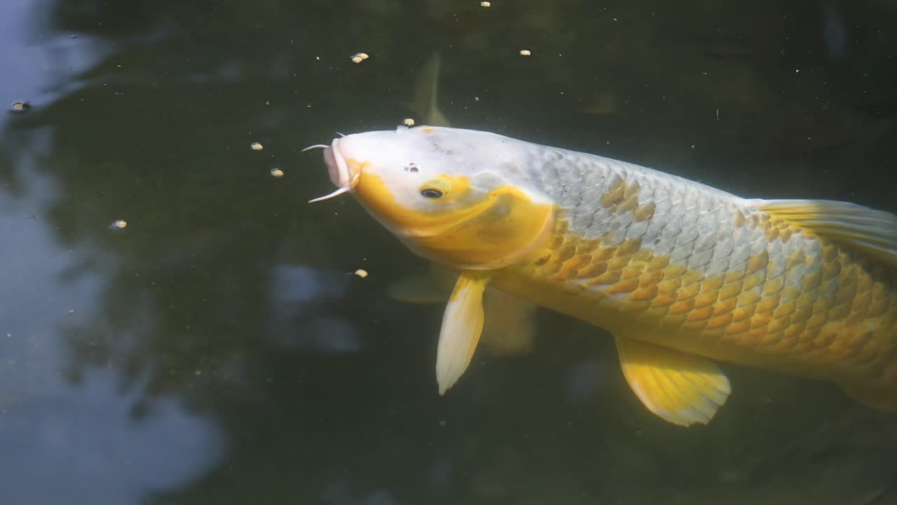Close-up of golden koi fish eagerly feeding on floating pellets at the pond's surface.
