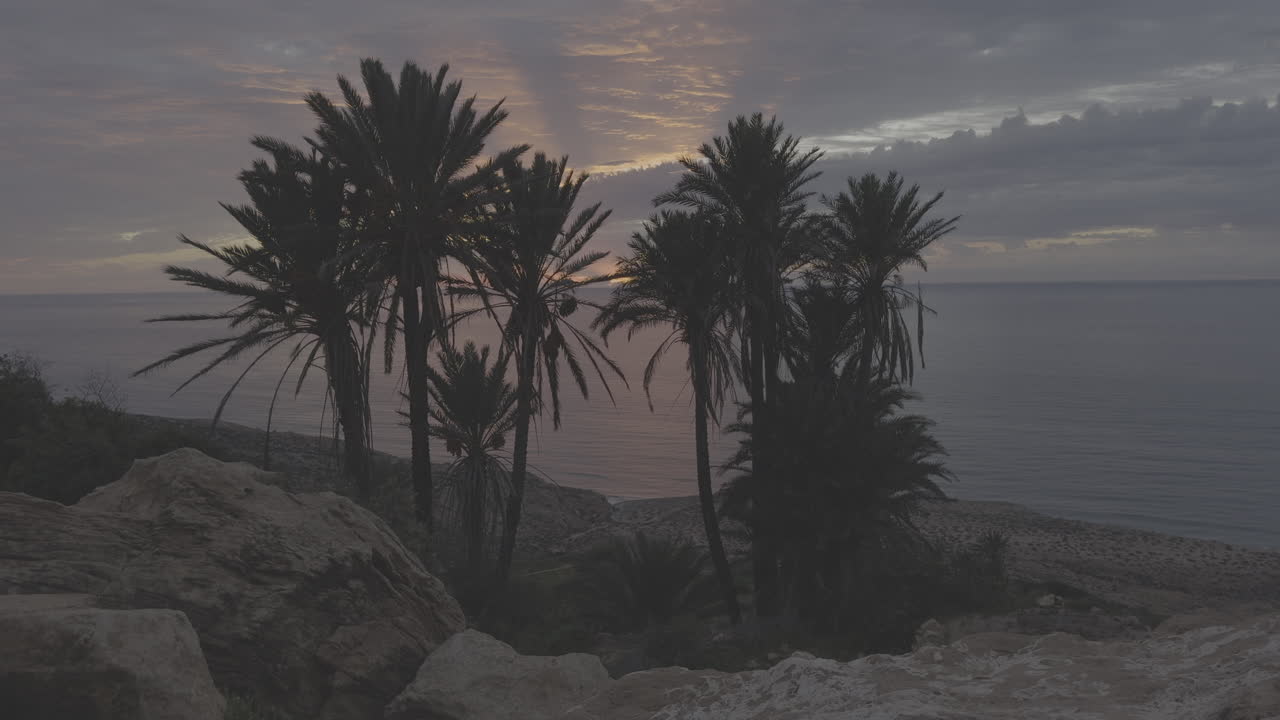 Sunrise over Palm Trees and the Ocean