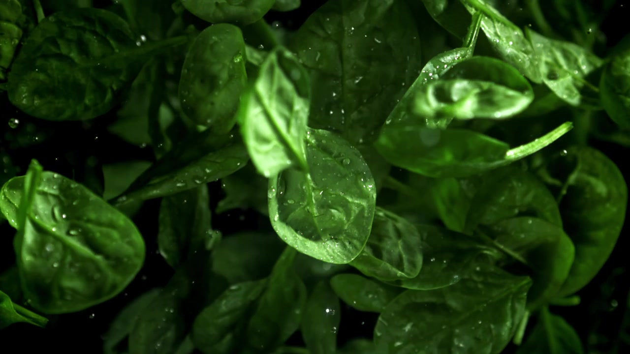 Foglie di spinaci freschi con goccioline d'acqua che cadono al rallentatore
