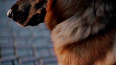 close-up of a german shepherd
