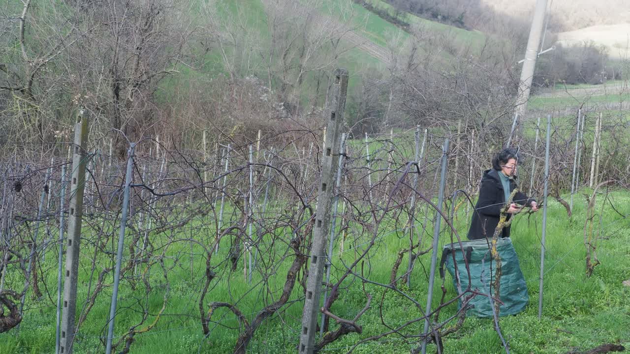 Fit farmer wwoman pick up vine trimmings scattered on grass in a dormant hillside vineyard near Castell’Arquato, placing them into a green sack, surrounded by bare rows, real time, wide static view