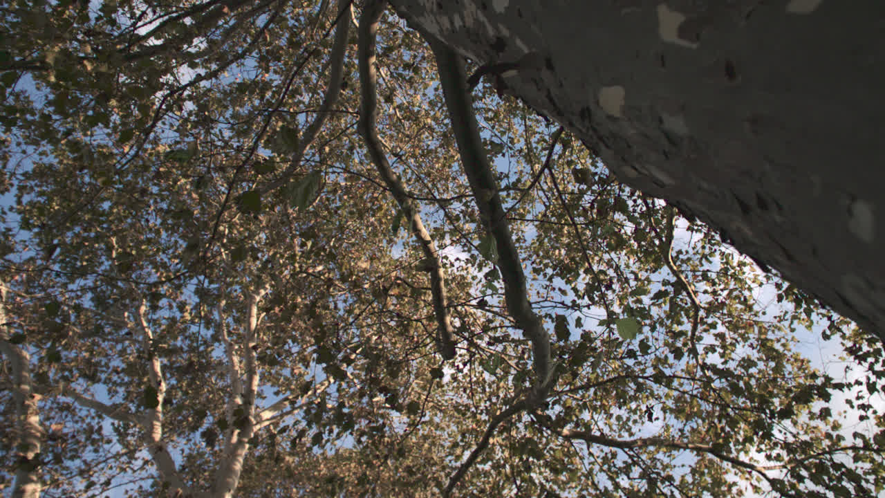 B-roll of a tree on an autumn day