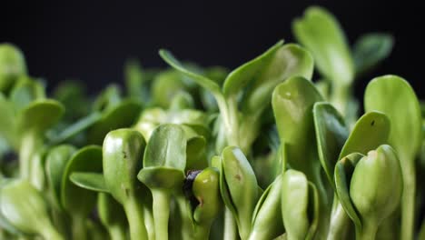 keimung von samen zur ernährung. sämlinge mikrogrün