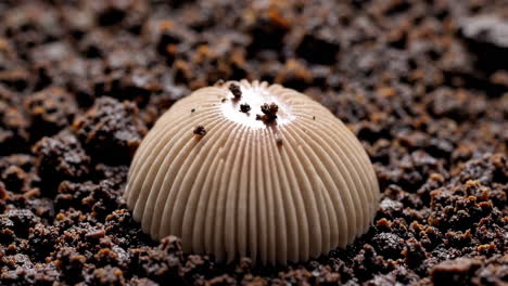 close-up of a small mushroom growing in dark soil