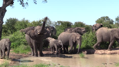 Elefantes-Reunidos-En-Un-Pequeño-Abrevadero-En-La-Reserva-De-Caza-Timbavati,-Sudáfrica
