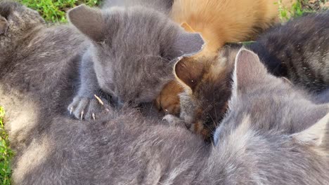 young sweet cats suckle from their mother, heartwarming