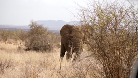 Un-Elefante-En-Medio-De-Un-Paisaje-De-Hierba-Seca,-Cava-En-La-Tierra,-Escondido-Por-Un-Arbusto