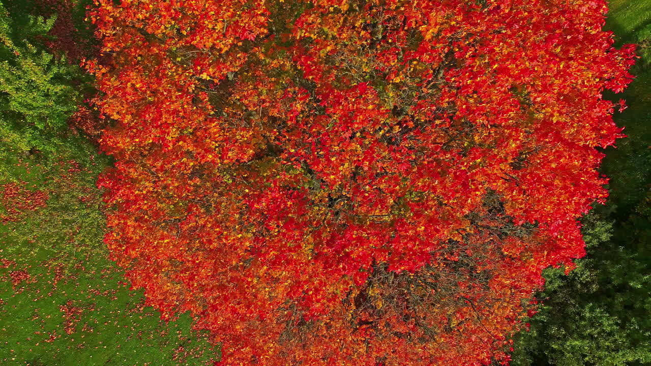 снимок с воздушного дрона с высоты птичьего полета красивых огненно-красных великолепных цветов, распустившихся на ветвях красного шелково-хлопкового дерева днем