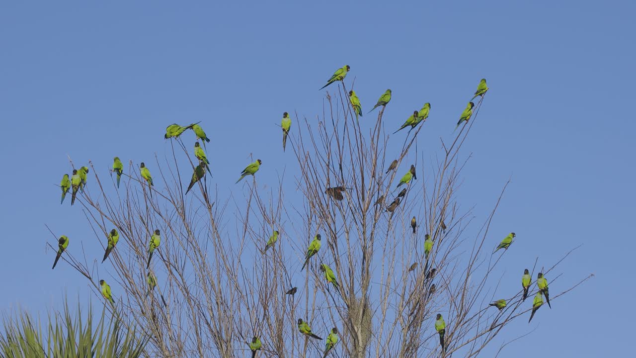 los periquitos nanday verdes salvajes se congregan y vuelan a un árbol en florida.